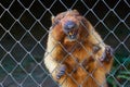 Young beaver behind bars at the zoo