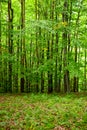 Young beech forest Royalty Free Stock Photo