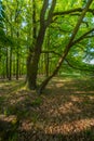 young beech forest Royalty Free Stock Photo