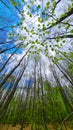A young beech forest in early spring reaches for the sky with clouds. Royalty Free Stock Photo
