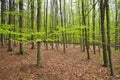 Young beech forest Royalty Free Stock Photo
