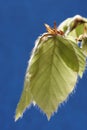 Young Beech leaves.