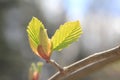 Young beech leaves Royalty Free Stock Photo
