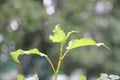 Young beech leaves in front of bokeh background