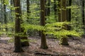 Young beech leaves in the spring Royalty Free Stock Photo