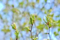 young beech leaves Royalty Free Stock Photo