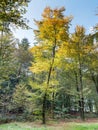 Young beech tree in fall colors Royalty Free Stock Photo