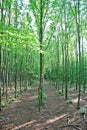 Young beech trees