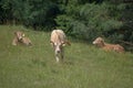 Young beef cattle on a grassy pasture. Royalty Free Stock Photo