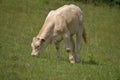 Young beef cattle on a grassy pasture. Royalty Free Stock Photo