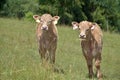 Young beef cattle on a grassy pasture. Royalty Free Stock Photo