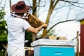 Young beekeeper inspecting beehive frame. Relaxing work in the nature with nice summer light Royalty Free Stock Photo