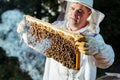 Beekeeper inspecting honeycomb frame at apiary at the summer day.