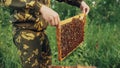 Young beekeeper man holding wooden frame with bees for checking while working in apiary Royalty Free Stock Photo