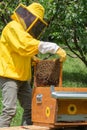 A beekeeper inspects a honeycomb frame from a hive body