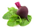 Young beet with leaves