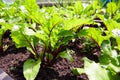 Young beet plants in the soil. Organic vegetable garden.