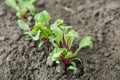 Young beet seedlings in the ground. gardening and harvest
