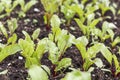 Young beet sprouts. Beetroot growing in the garden sprouts