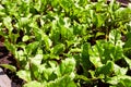 Young beet sprouts in the garden. Organic farming