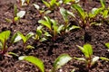 Young beet sprouts grow in the ground. Organic vegetable garden.