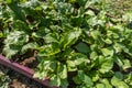 Young beet sprouts growing in the kitchen-garden. Royalty Free Stock Photo