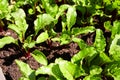 Young beet sprouts in the soil. Organic vegetable garden.