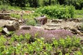 Young beetroot, celery and thyme in country garden.