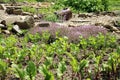Young beetroot, celery and thyme in country garden.