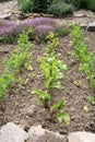 Young beetroot, celery and thyme in country garden.