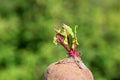 Young beetroot gave young sprout of leaves