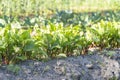 young beetroot grows in a garden bed, selective focusing Royalty Free Stock Photo