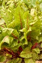 Young beetroot leaves