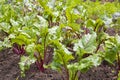 Young beetroot plant in the vegetable bed