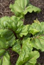 Young beetroot plants with leaves growing on a vegetable patch in a garden. Royalty Free Stock Photo