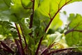 Young beetroot plants with leaves growing on a vegetable patch in a polytunnel.