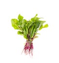 Young beetroot sprouts on white background. Photo