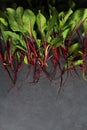 young beetroots, beetroots with leaves Royalty Free Stock Photo