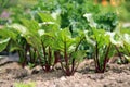 Young beetroots Royalty Free Stock Photo