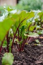 Young beets growing in the garden. A row of green young beet leaves grows in an organic farm.