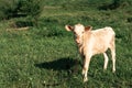 Young beige calf grazing in a green meadow
