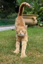 Young beige cat lolling in the grass Royalty Free Stock Photo