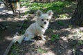 A young beige chihuahua puppy is sitting on a leash on the ground.