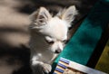 A young beige chihuahua puppy trying to get a snack standing with its front paws on a bench. Home pets.