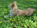 Young beige dog lying among yellow wild flowers