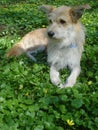 Young beige dog lying among yellow wild flowers