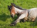 young belgian draught horse laying in a meadow Royalty Free Stock Photo