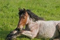 young belgian draught horse laying in a meadow Royalty Free Stock Photo