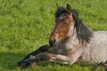 young belgian draught horse laying in a meadow Royalty Free Stock Photo