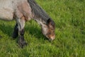 Young belgian draught horse razing in a meadow